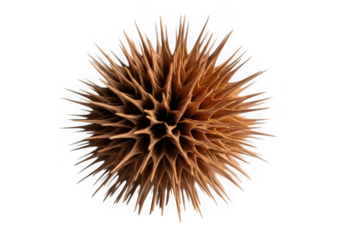 Close up of a spiky seed pod isolated on transparent background