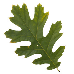 Fototapeta premium Single green oak leaf isolated on white background, detailed botanical foliage autumn nature element