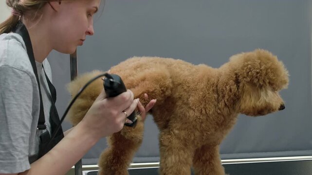 Professional female groomer precisely trimming fur on back legs of apricot poodle using electric clipper inside clean grooming salon with neutral gray background