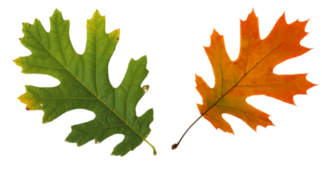 Autumn oak leaves isolated on white background showing transition of green and orange colors