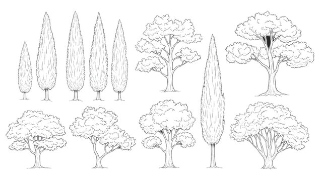 Vector illustration&nbsp;of assortment of trees including conifers and deciduous types in a sketch style on a white background