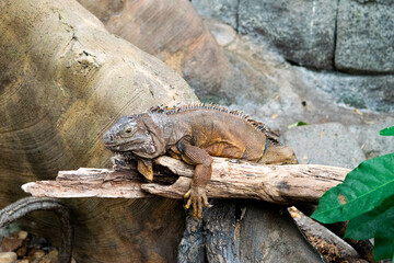 galapagos land iguana