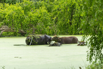 Water buffaloes bathing in green swamp surrounded by tropical vegetation