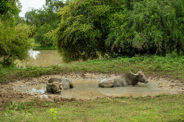 Water buffaloes cooling off in a muddy pond surrounded by lush tropical greenery
