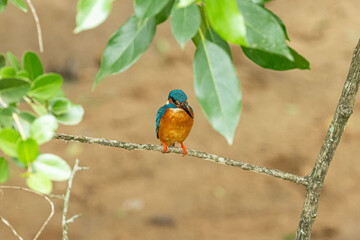 Colorful common kingfisher perched on a tree branch in natural environment
