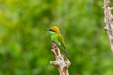 Green bee-eater perched on dry branch with blurred green background in nature