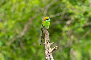 Green bee-eater perched on dry branch with blurred green background in nature