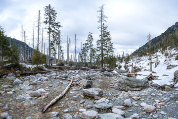 Mountain River in Snowy Tatras Forest