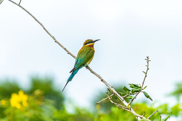 Green bee-eater perched on dry branch with blurred green background in nature