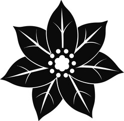 Black poinsettia flower with detailed leaves and center isolated on white background