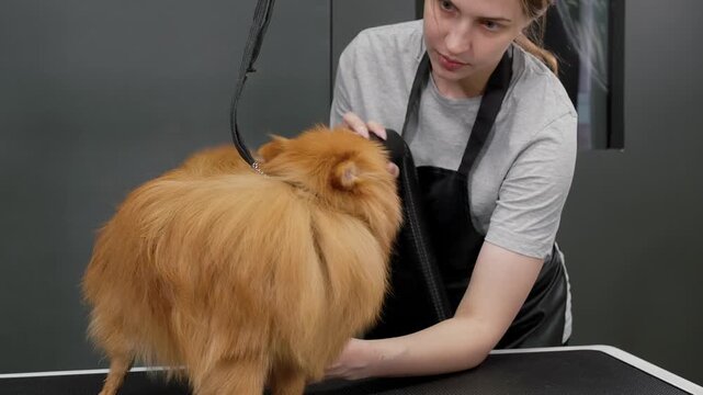 Professional grooming salon worker carefully drying long, fluffy pomeranian dog fur using specialized pet grooming equipment after bathing process