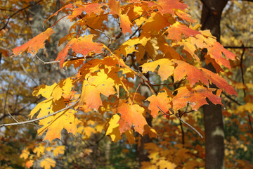 Red, yellow, and orange sugar maple leaves in sunlight at Camp Ground Road Woods in Des Plaines, Illinois