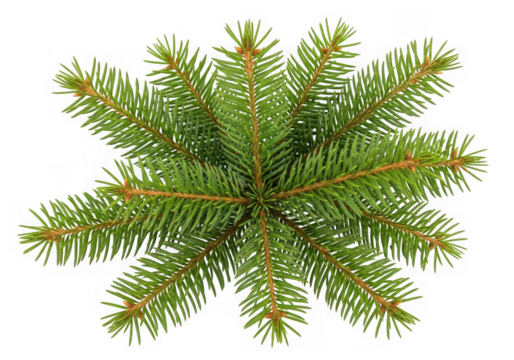 Closeup view of a green fir tree branch needles, isolated on transparent background - Powered by Adobe