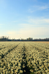 Fields of blooming yellow daffodils in the Netherlands