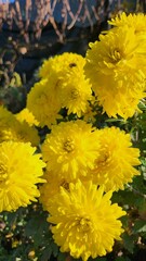 Yellow chrysanthemum flowers