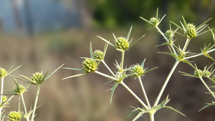 The Elegance of Nature: Spiny Kenger Flower Buds