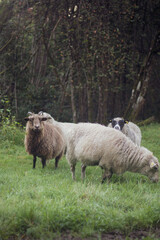 Fototapeta premium Norway. Domestic Sheep Grazing In Hilly Norwegian Pasture. Sheep Eating Fresh Spring Grass In Green Meadow. Sheep Farming.