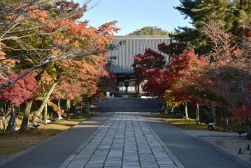 秋の仁和寺　金堂へと続く参道(京都市右京区)