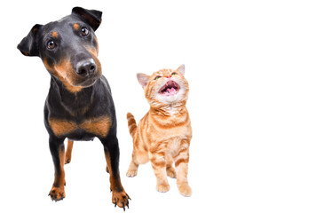 Meowing Scottish Straight kitten and Jagdterrier dog standing together isolated on white background