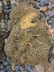 Intriguing brain coral rock on beach pebbles creates a unique natural texture landscape