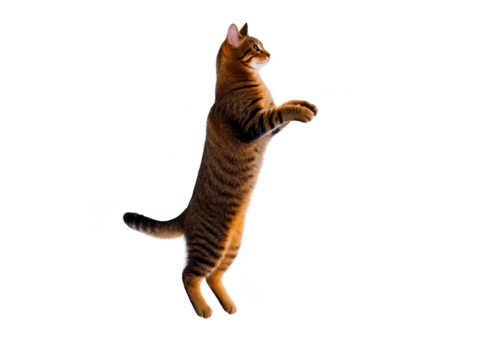 Jumping tabby cat playful domestic pet isolated on transparent background energetic feline brown fur standing on hind legs curious expression indoor animal