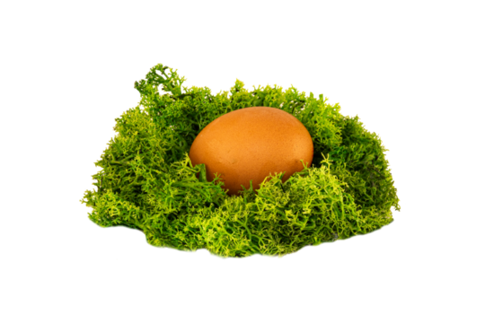 A brown egg in a nest of green moss. agriculture concept.