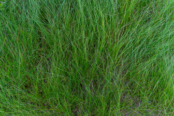 Close-up of lush green grass texture in natural outdoor environment
