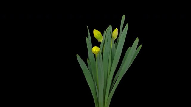 Time lapse blooming yellow Narcissus flower, isolated on pure black background