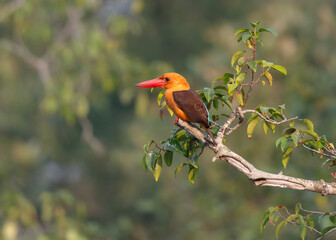 Brown-winged Kingfisher