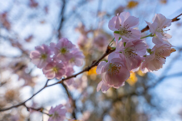 Close-up of winter cherry Prunus subhirtella blossoms in front of colorful bokeh. The soft light emphasizes the fragile petals.