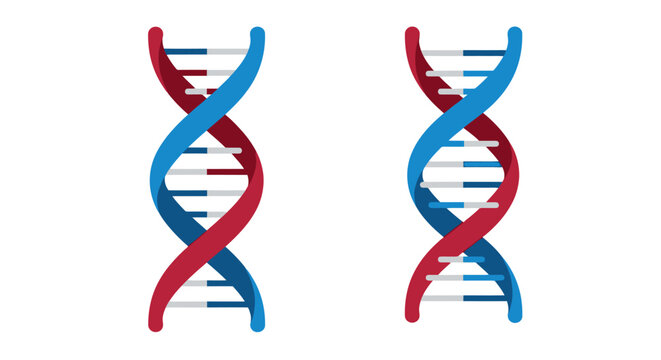 dna strands intertwined in blue and red colors, vector illustration Isolated on white background