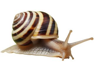 Garden banded snail isolated on transparent background, crawling slowly on surface