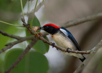Scarlet-backed flowerpecker