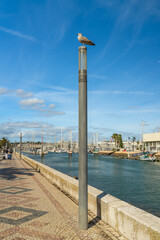 Fototapeta premium Seagull perched on a lamp post by the marina