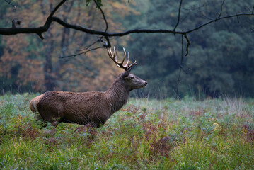 Red deer under the rain
