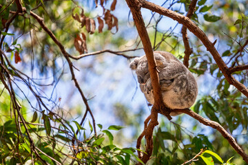 Cute Koala bear curled up in branches of a Eucalyptus tree with eyes closed
