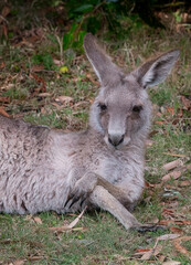 Funny close up of a Kangaroo sat on ground with arms crossed in New South Wales, Australia