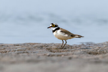Little Ringed Plover