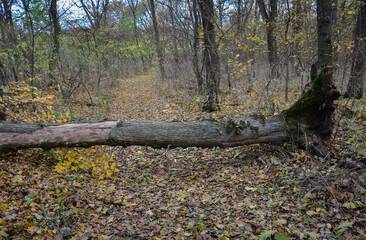 tree fallen on the road in the autumn forest