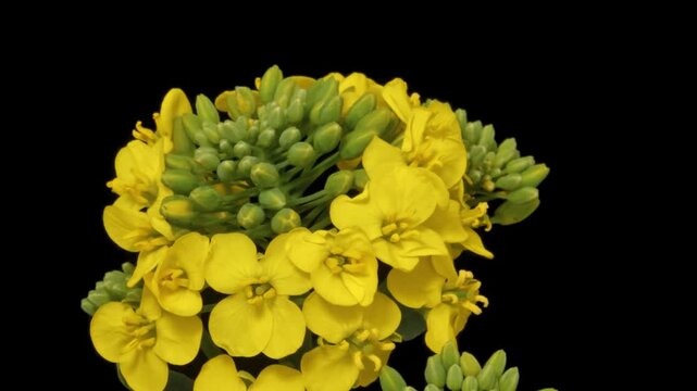 Rapeseed blooming and wilting time lapse close-up, isolated on pure black background