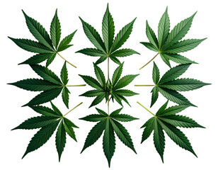 Firefly_Top-Down Arrangement of Multiple Cannabis Leaves, Isolated