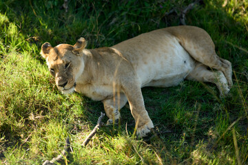 Obraz premium Lion sleeping with flies in his face