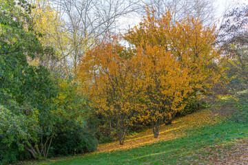 Fototapeta premium Deciduous trees show bright yellow foliage on a green hillside. Sunlight scatters across fallen leaves.