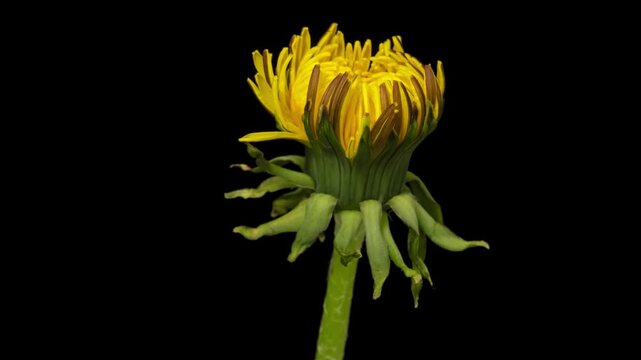 Time lapse blooming Dandelion flower, isolated on pure black background