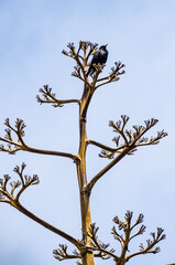 Fototapeta premium Sturnus vulgaris, estornino, en la flor seca de Agave Americana