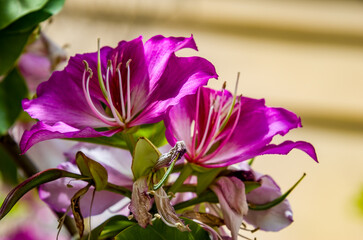 Bauhinia &times; blakeana es un &aacute;rbol tropical perteneciente a la familia de las leguminosas, con flores similares a orqu&iacute;deas o mariposas