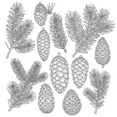 Collection of pine cones and fir branches silhouette isolated on white background