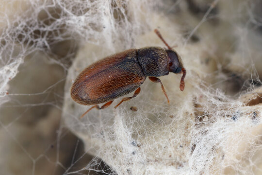 Cryptophagus scutellatus Cryptophagidae commonly called silken fungus beetles. An insect feeding on moldy grain in a warehouse.