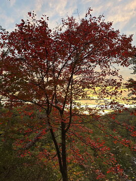 Colorful Tree at sunset during Autumn Fall season