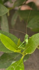 Green grasshopper perched on a vibrant green leaf in the garden